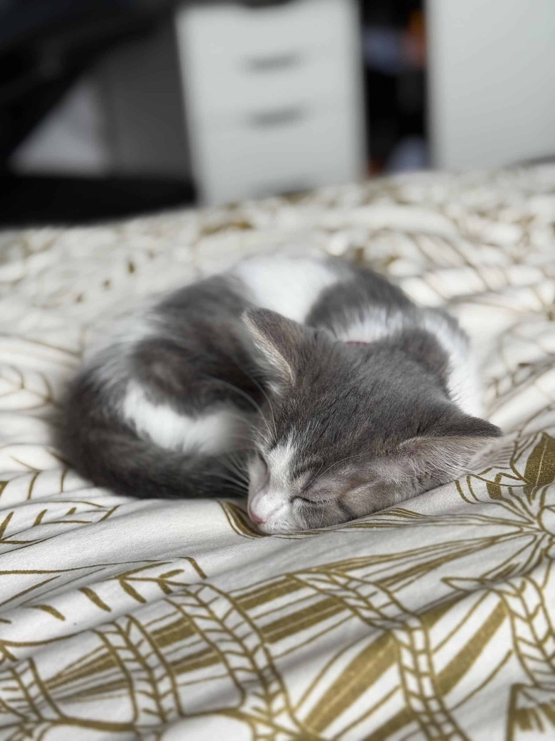 Aura - Sieste Royale